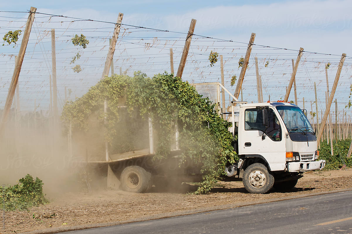 truck loaded with harvested hop plants coming from field