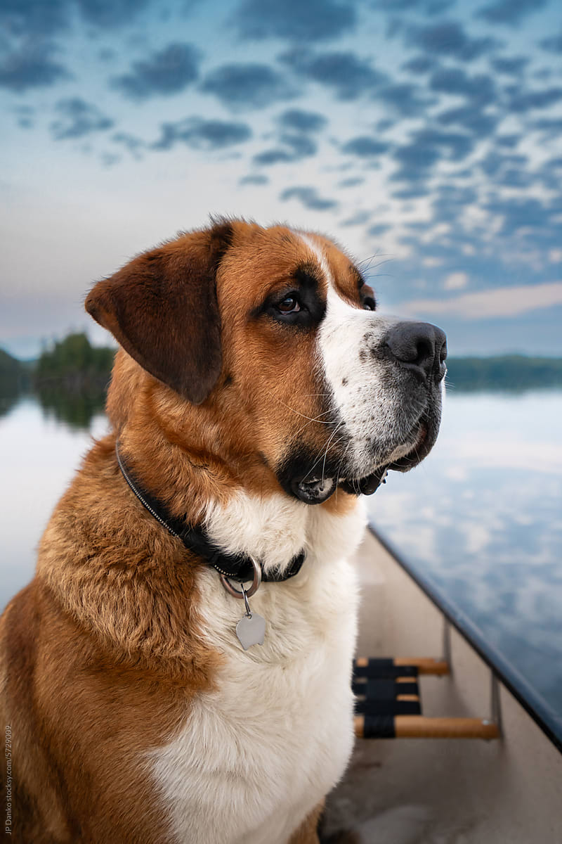 Saint Bernard Dog in Canoe on Wilderness Lake