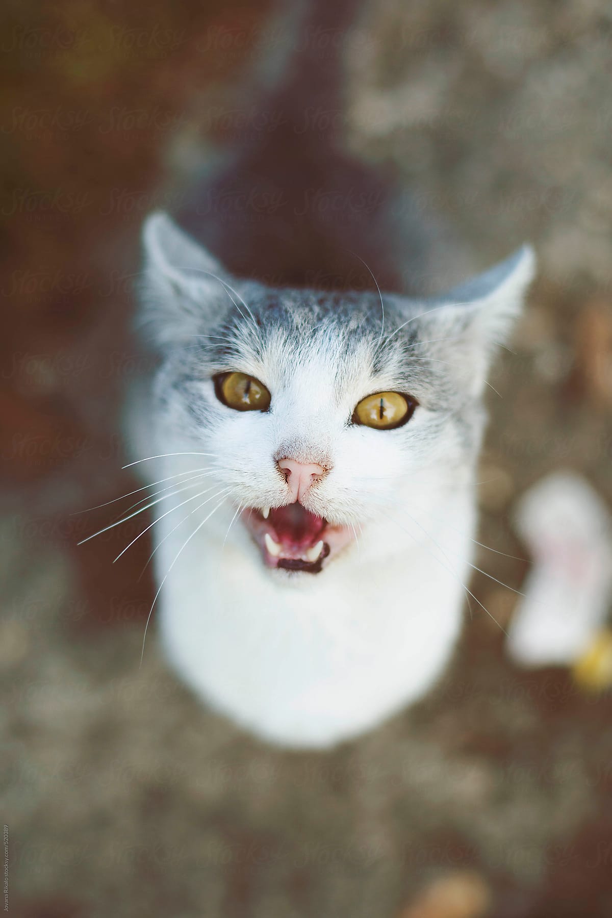 Cat Meowing And Looking At Camera by Jovana Rikalo