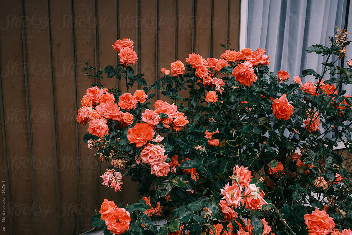 Pink Red Rose Bush