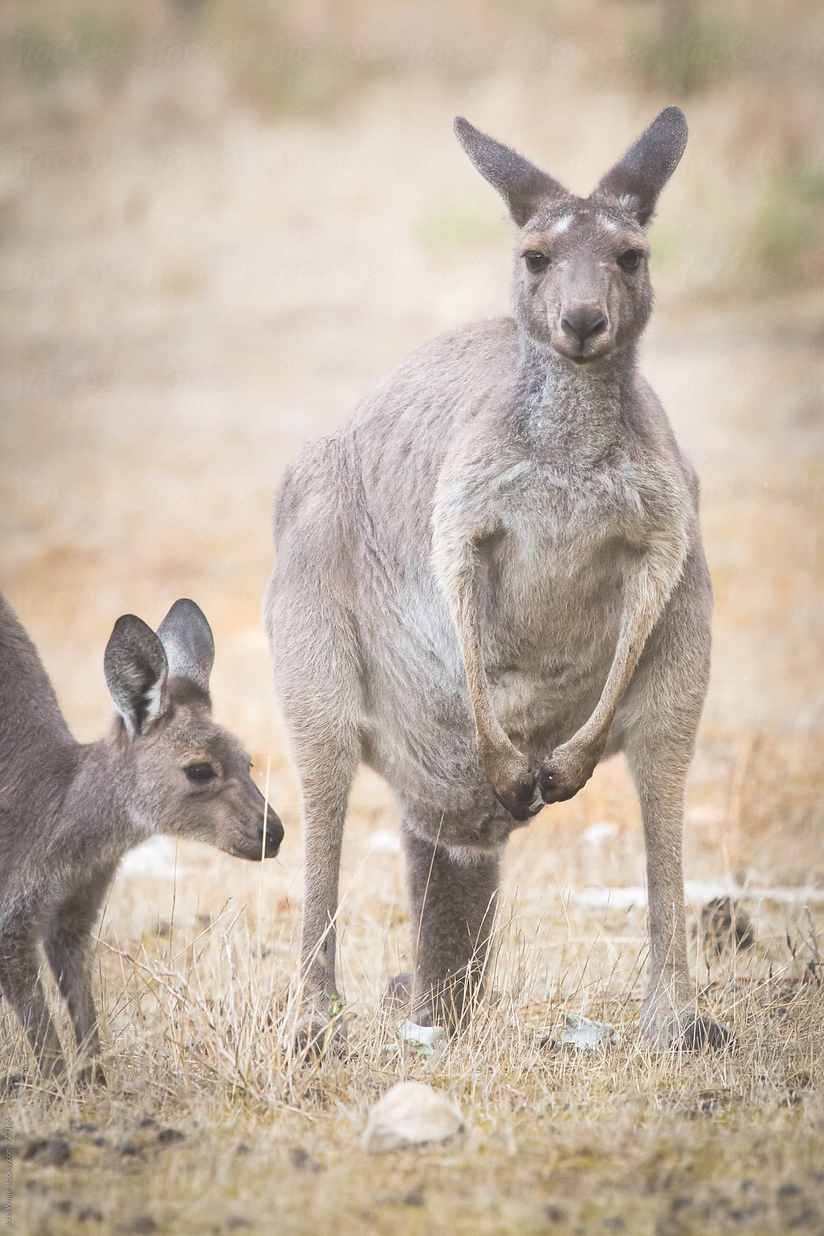 Kangaroo and baby.