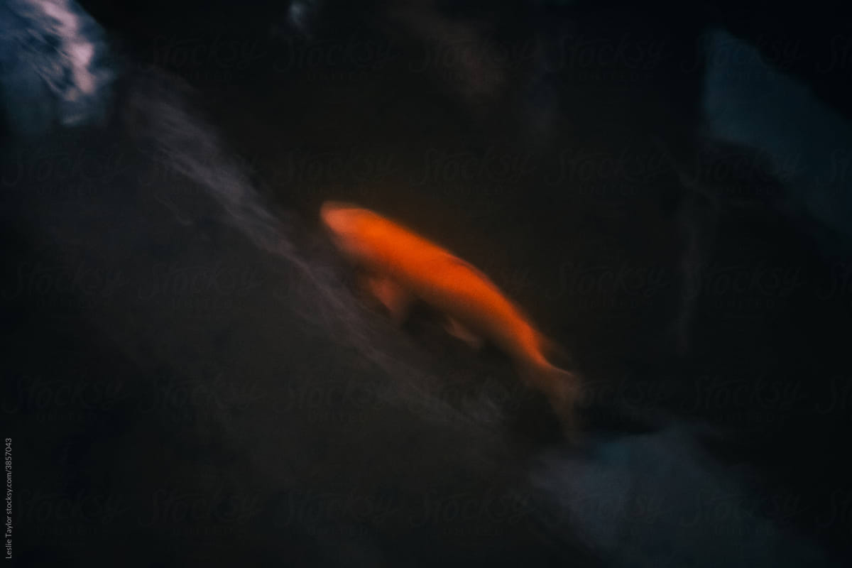 Golden Koi Swimming At Night