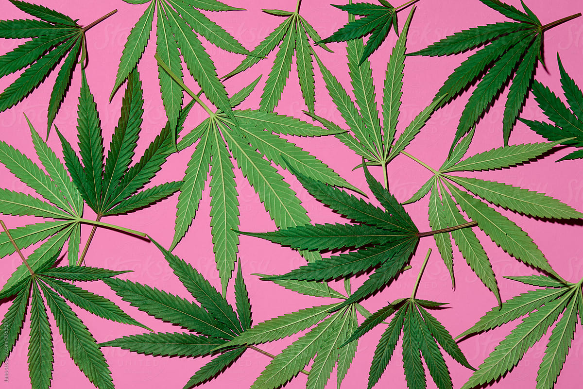 Cannabis leaves on pink
