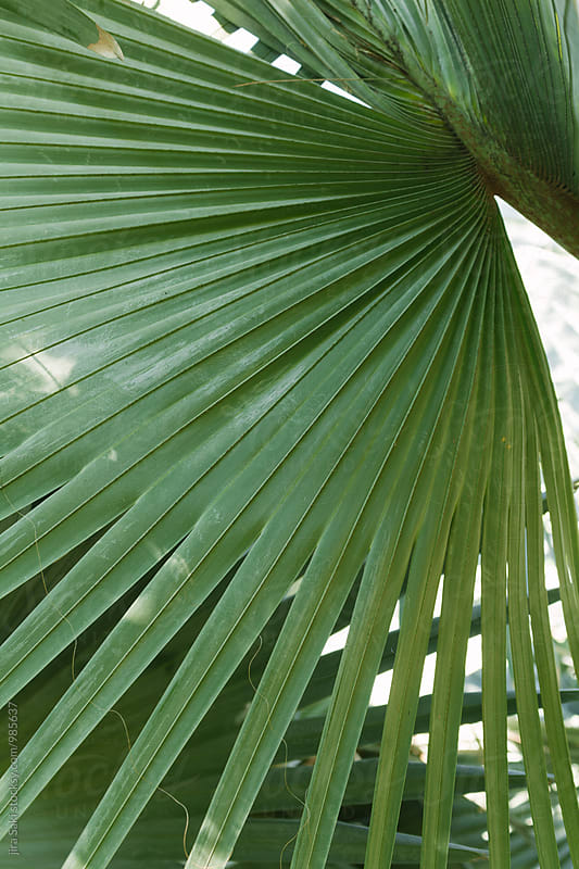 tropical palm tree leaf