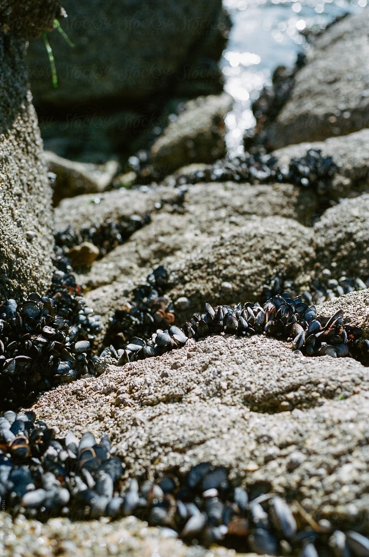  Mussels By Stocksy Contributor Milles Studio Stocksy