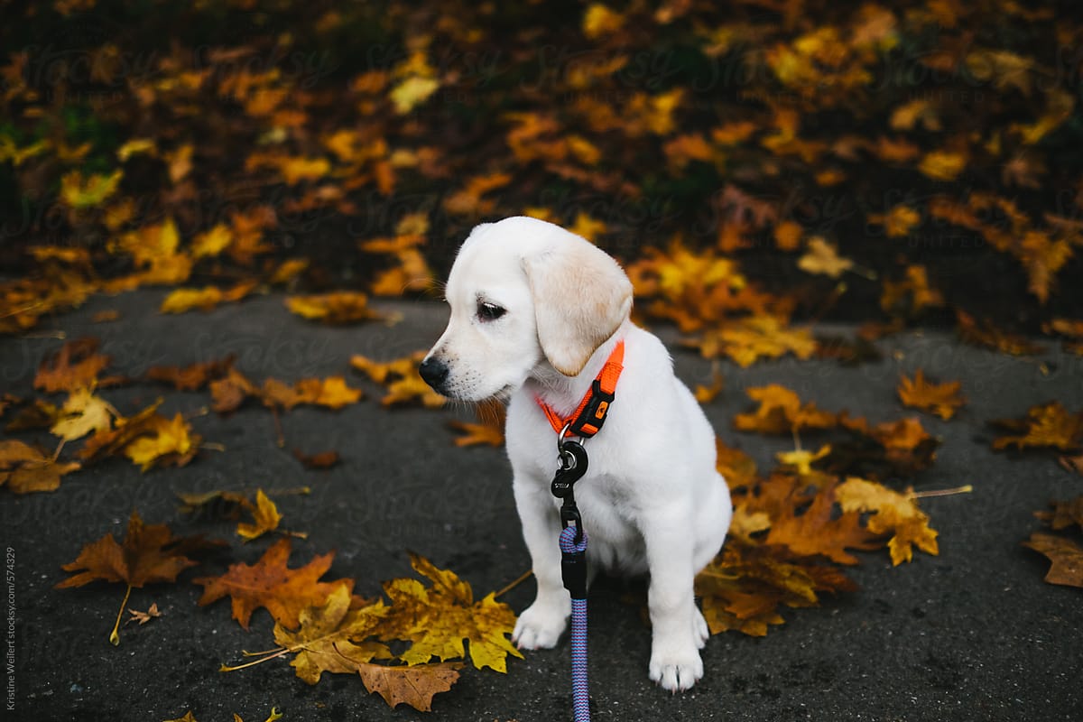 Small white lab puppy standing in yellow fall leaves
