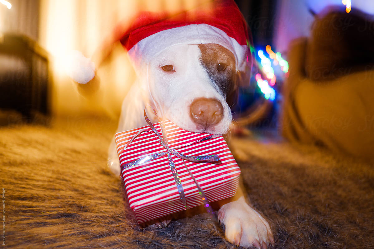 Cute Santa Dog Eats Christmas Gift