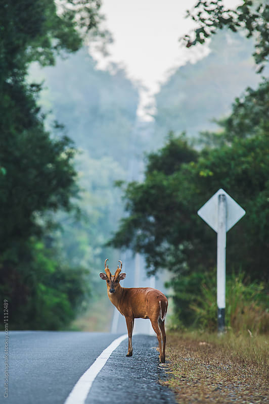 Muntjac walking on the road