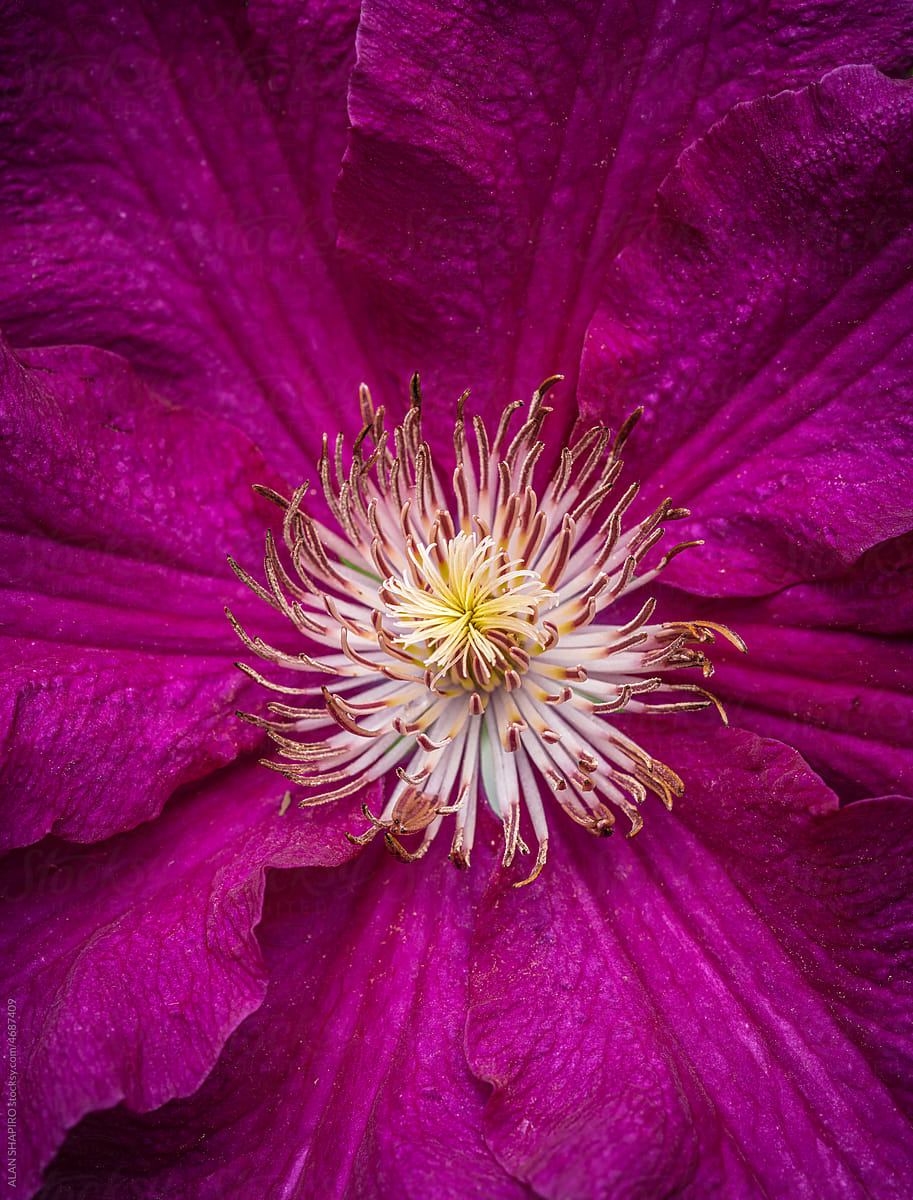 extreme closeup of a dark purple clematis