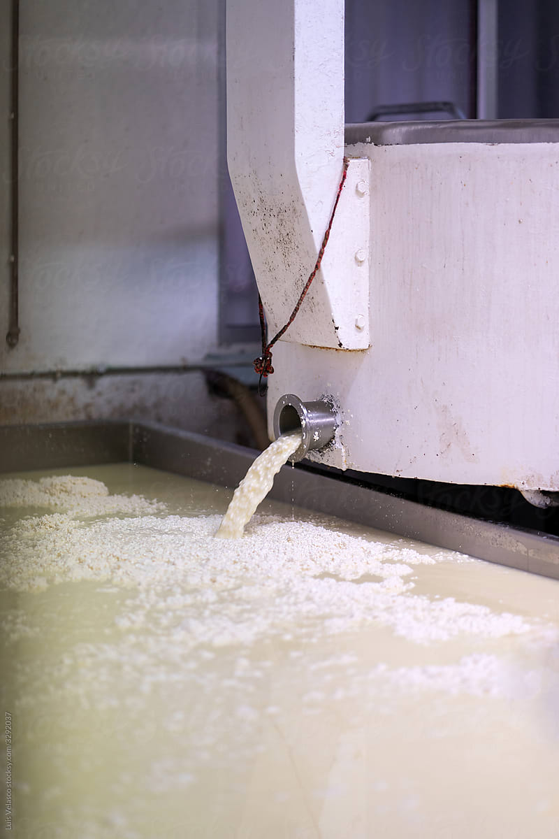 Tank With Curd Milk In A Cheese Factory.