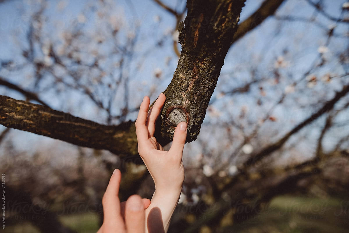 hands touch the branches of a tree