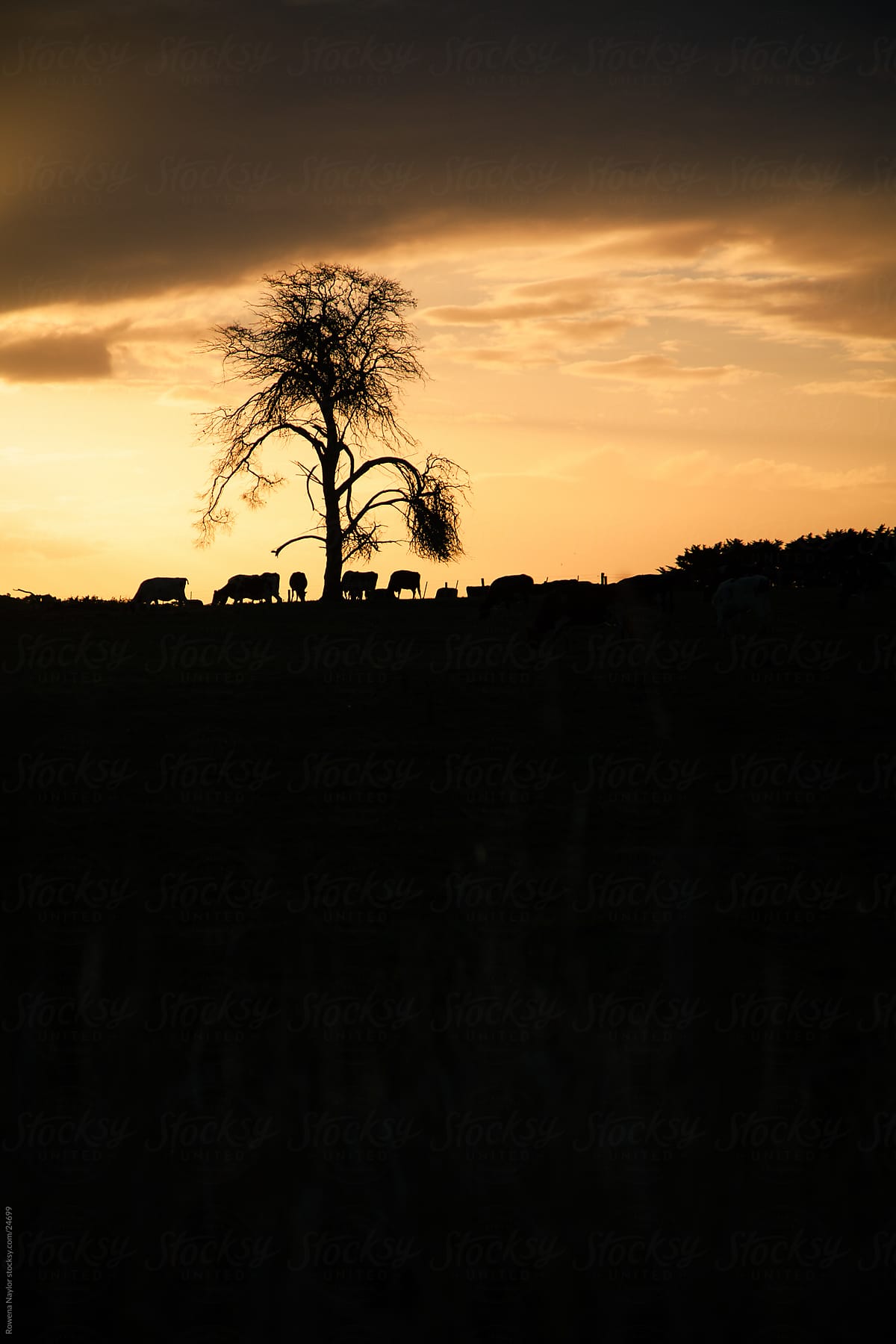 Silhouetted Landscape with Cattle On a Hill