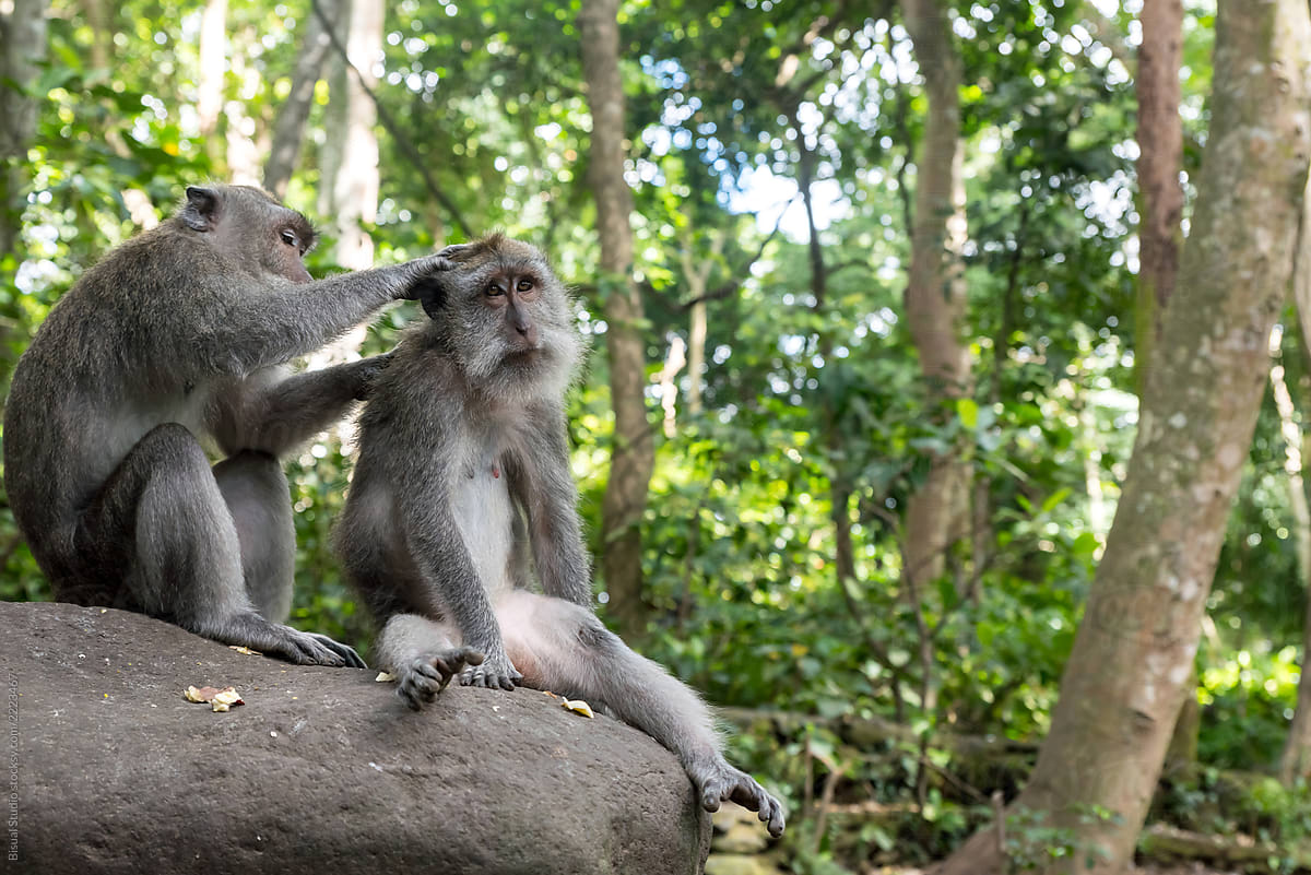 Side view of two monkeys sitting on balustrade over forest background, Bali