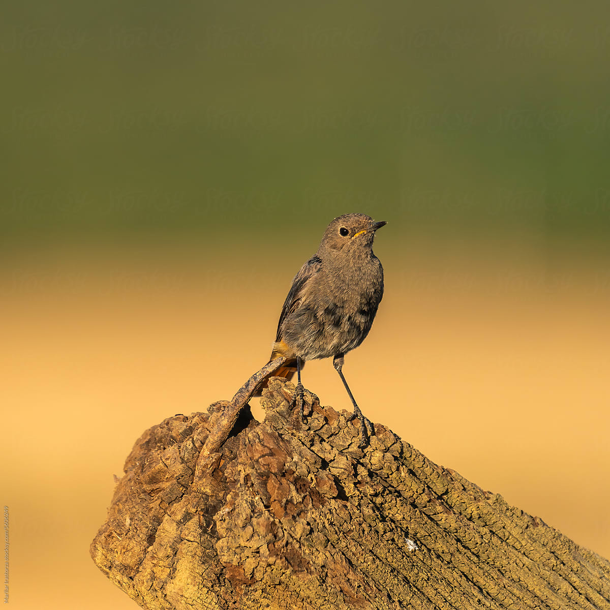 Black Redstart Perched On An Old Wooden Beam