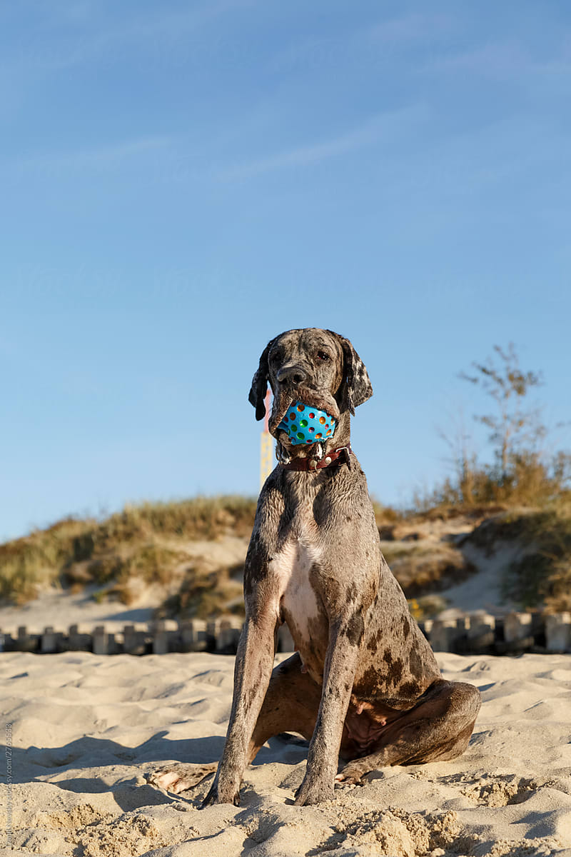 Senior gray dog with toy in mouth sitting and observing on sand beach in sunny day