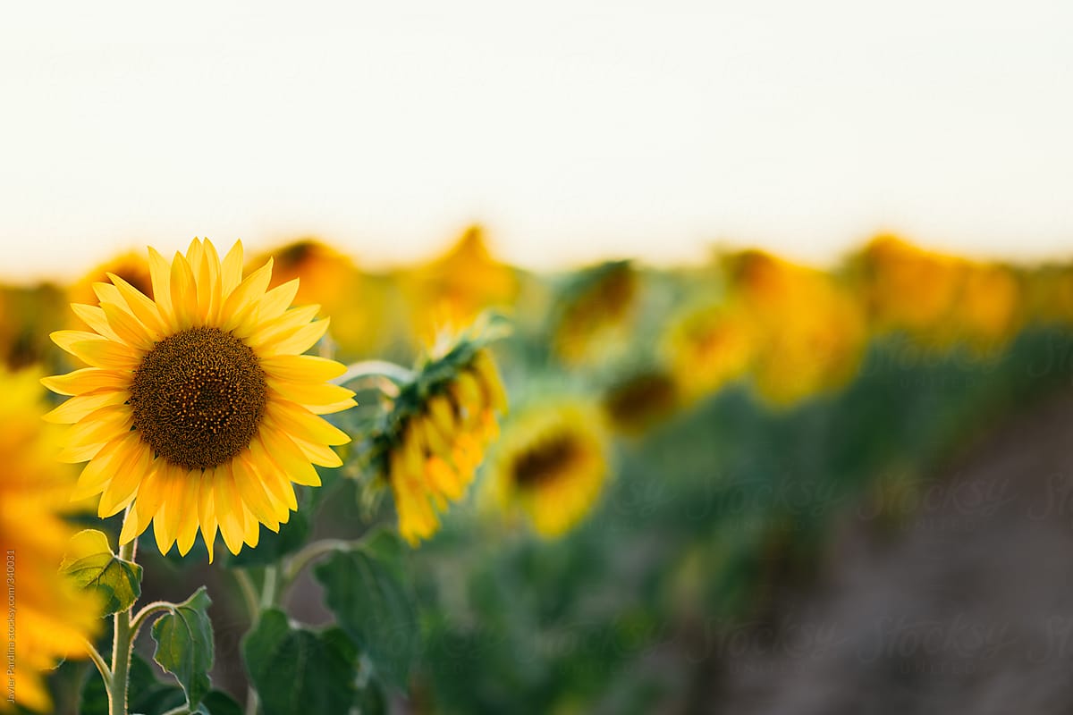 Sunflowers