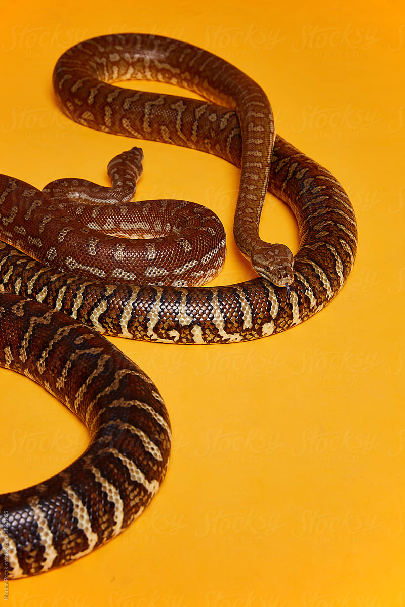 2 Snakes on Orange Background 2