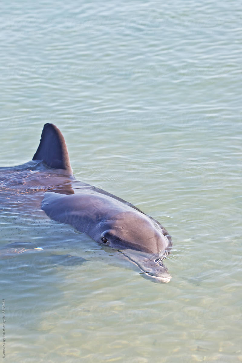 Wild dolphins in shallow waters of Monkey Mia, Western Australia