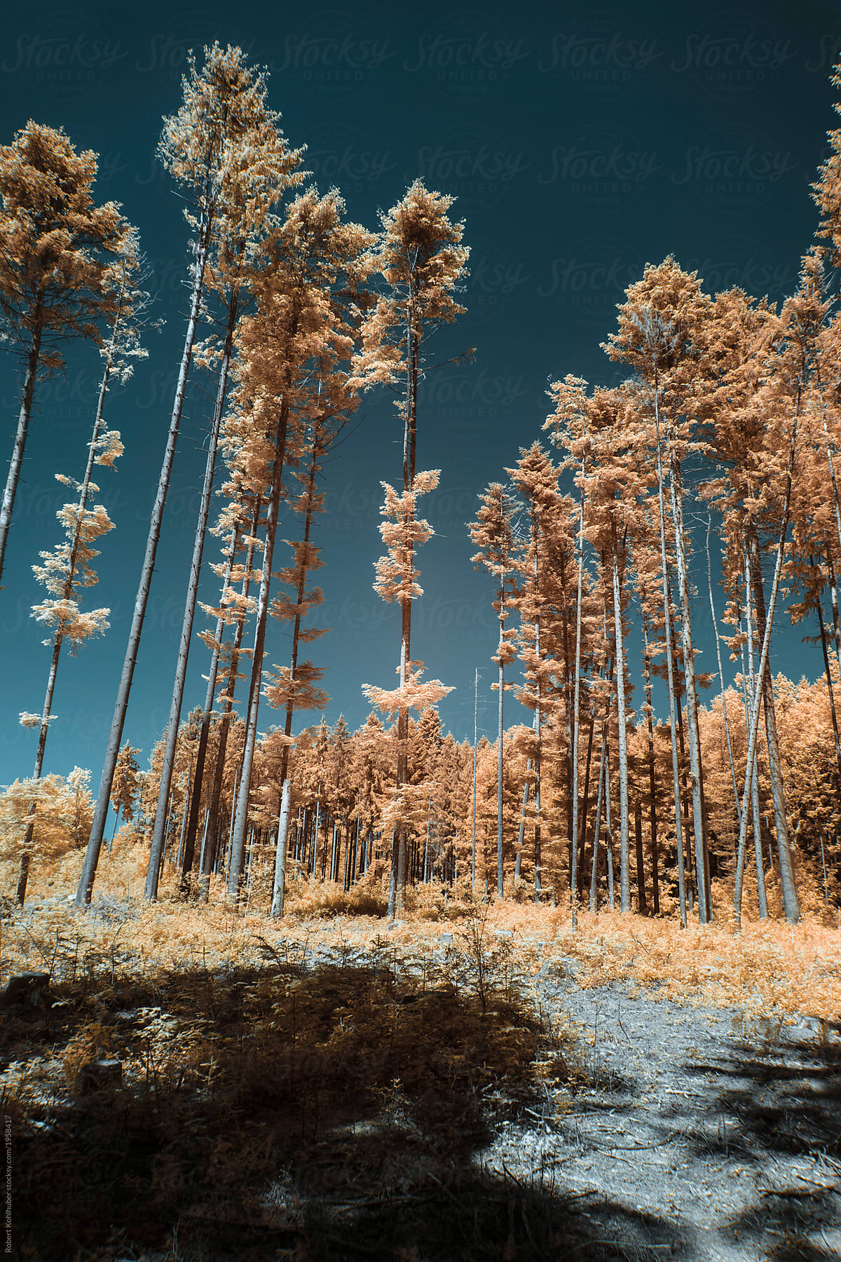 Rural forest during spring in austria, shot in Infrared IR