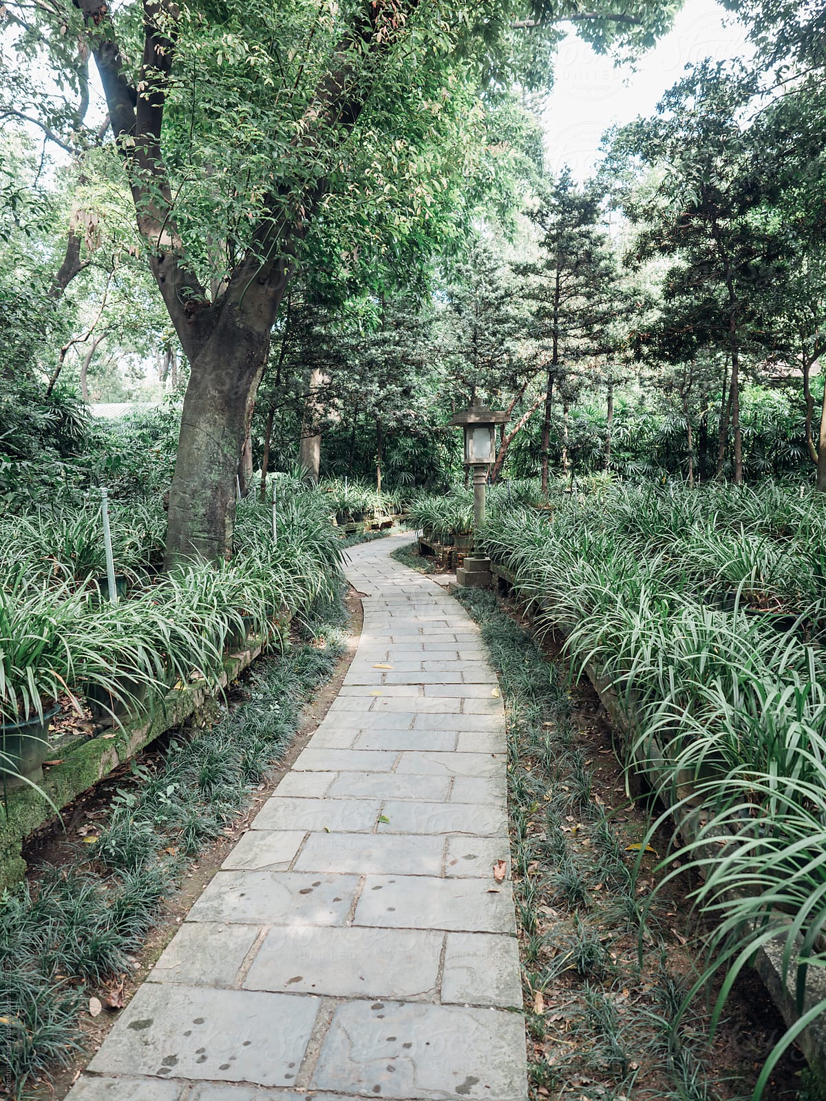 Path in a Chinese style garden