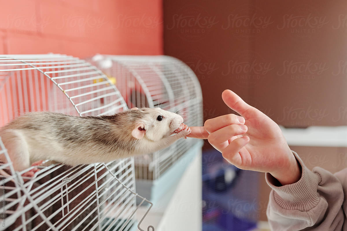 Pet Rat Eating Treats