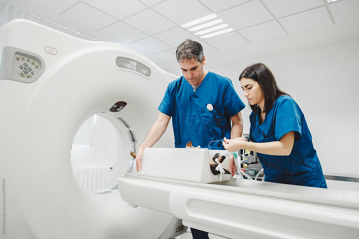 Vets preparing dog for CT scan in modern hospital