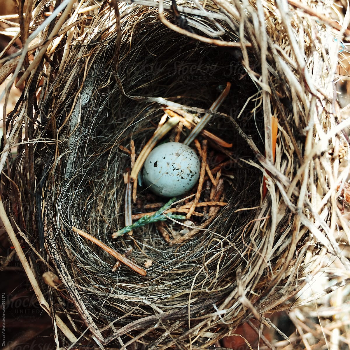 A birds nest with a robins egg
