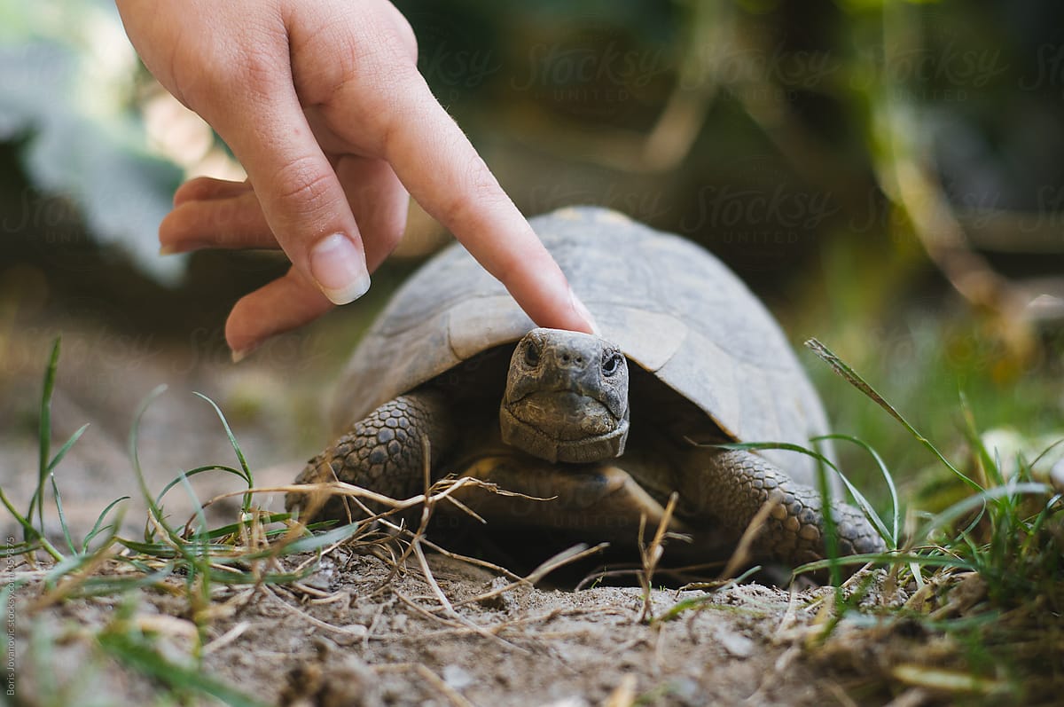 Turtle touched by human finger