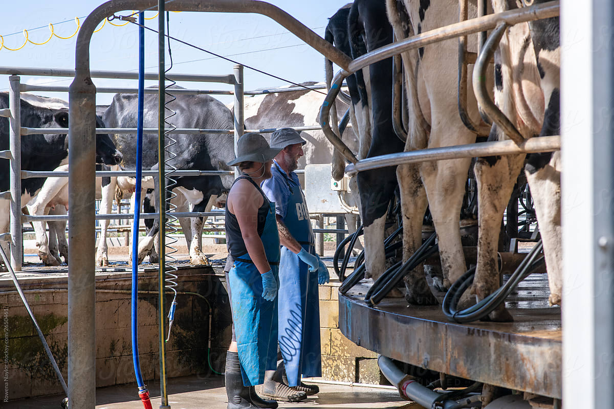 Dairy farmers milking cows