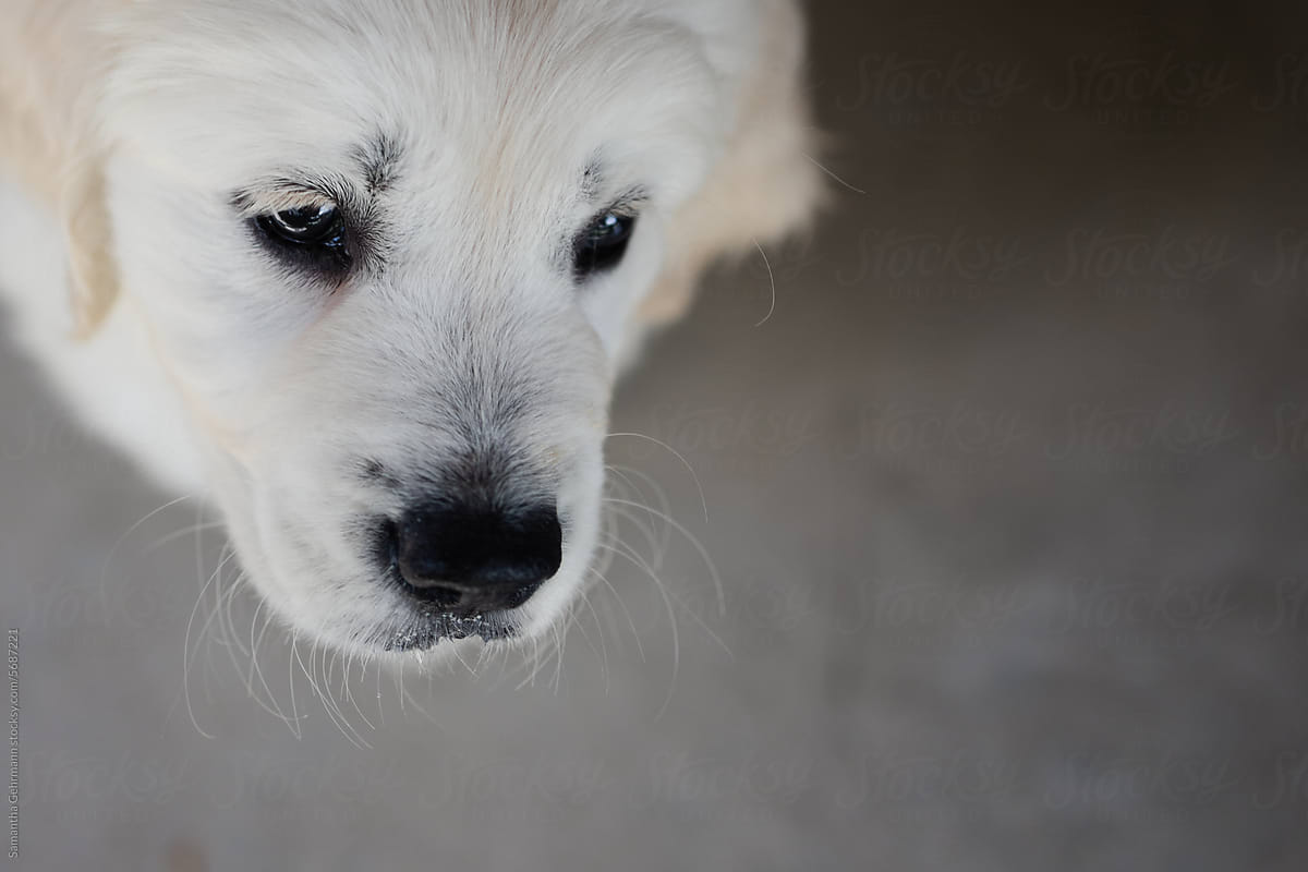 overhead portrait of an English cream golden retriever puppy