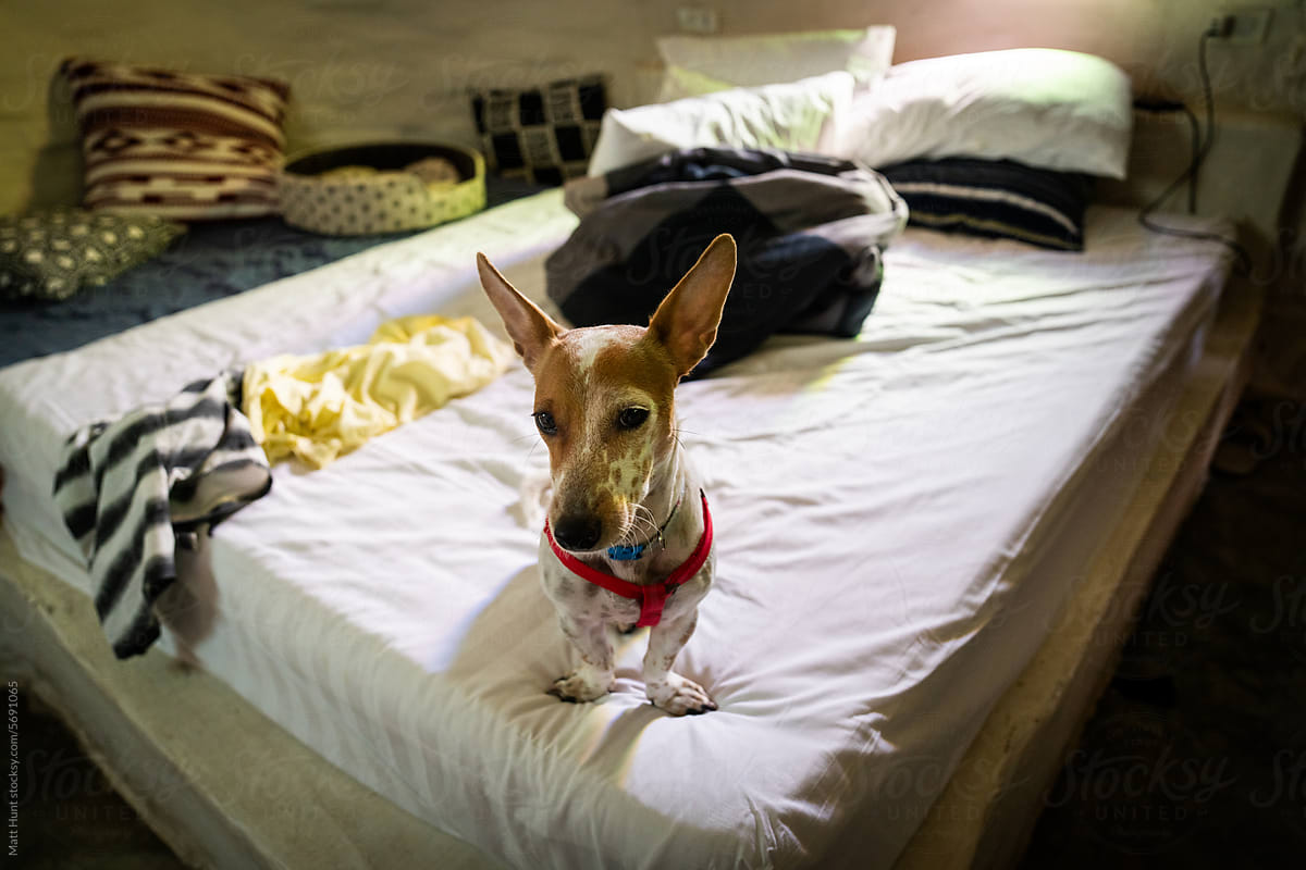 A naughty puppy with big ears caught on a messy bed in the morning