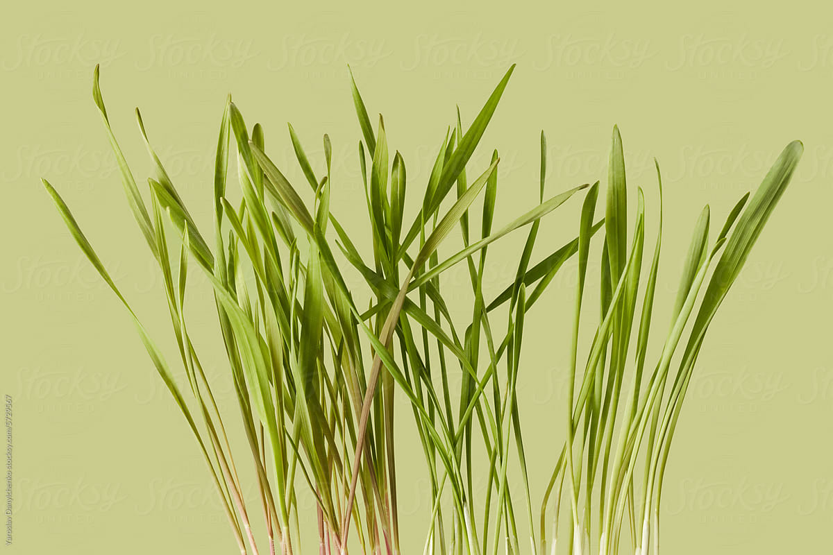 Macro view of green barley sprouts growing on light olive background