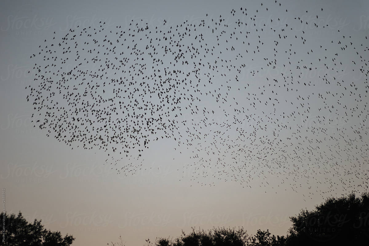 Flock of birds in evening sky