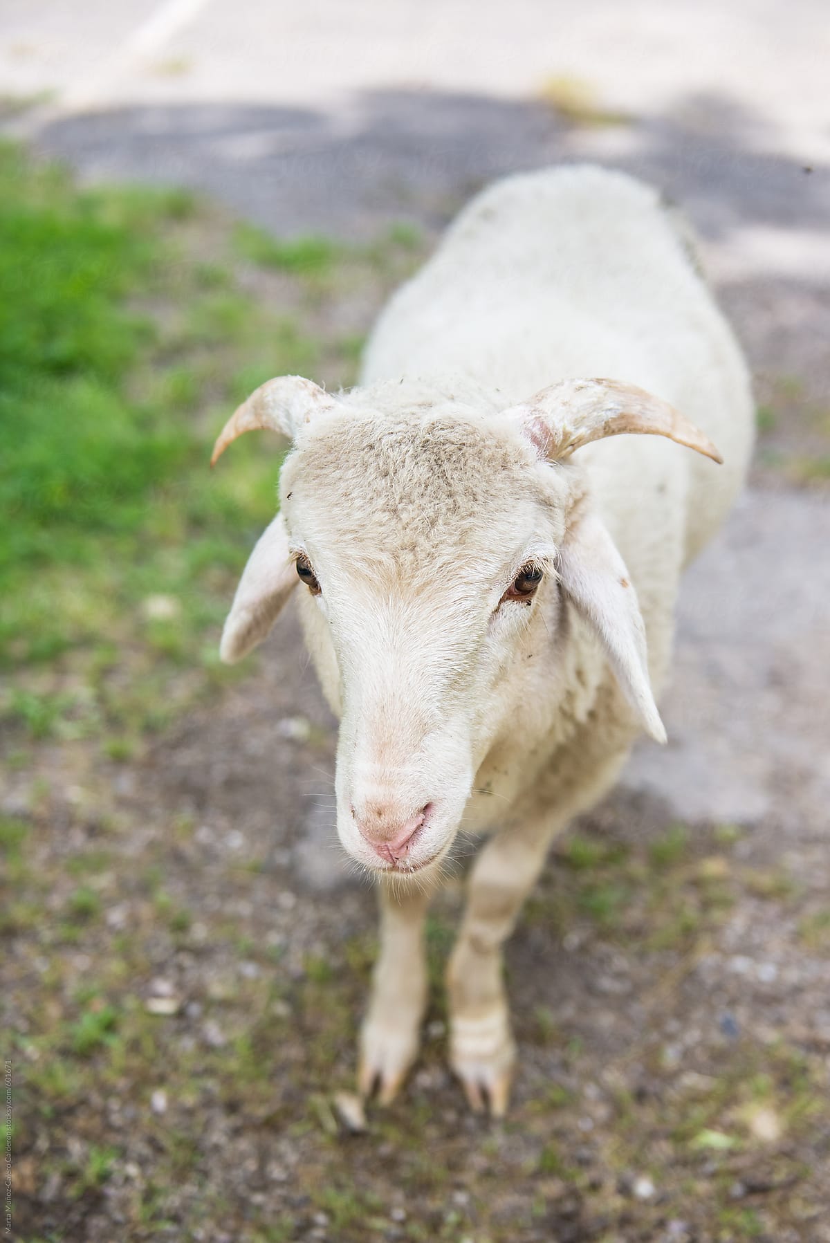 Baby Ram On A Spanish Farm