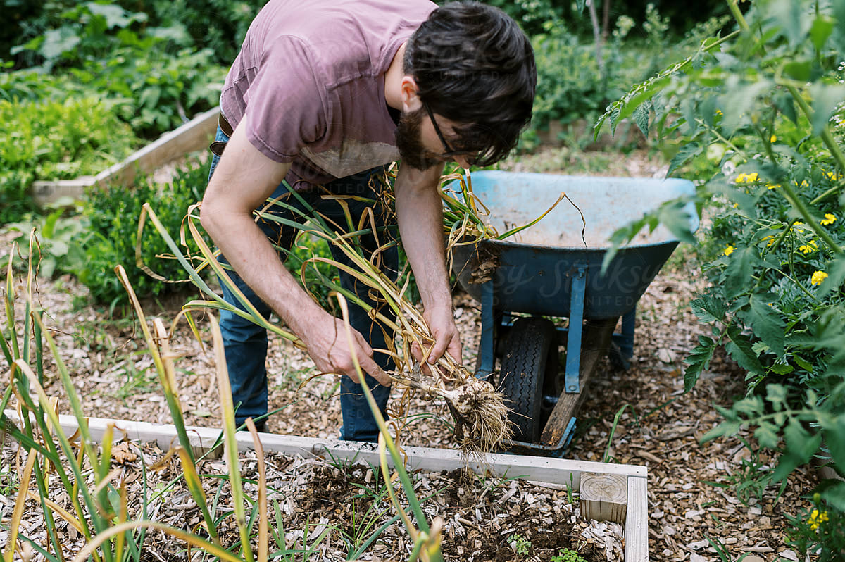 young man pulling organic hardneck garlic in his vegetable garden
