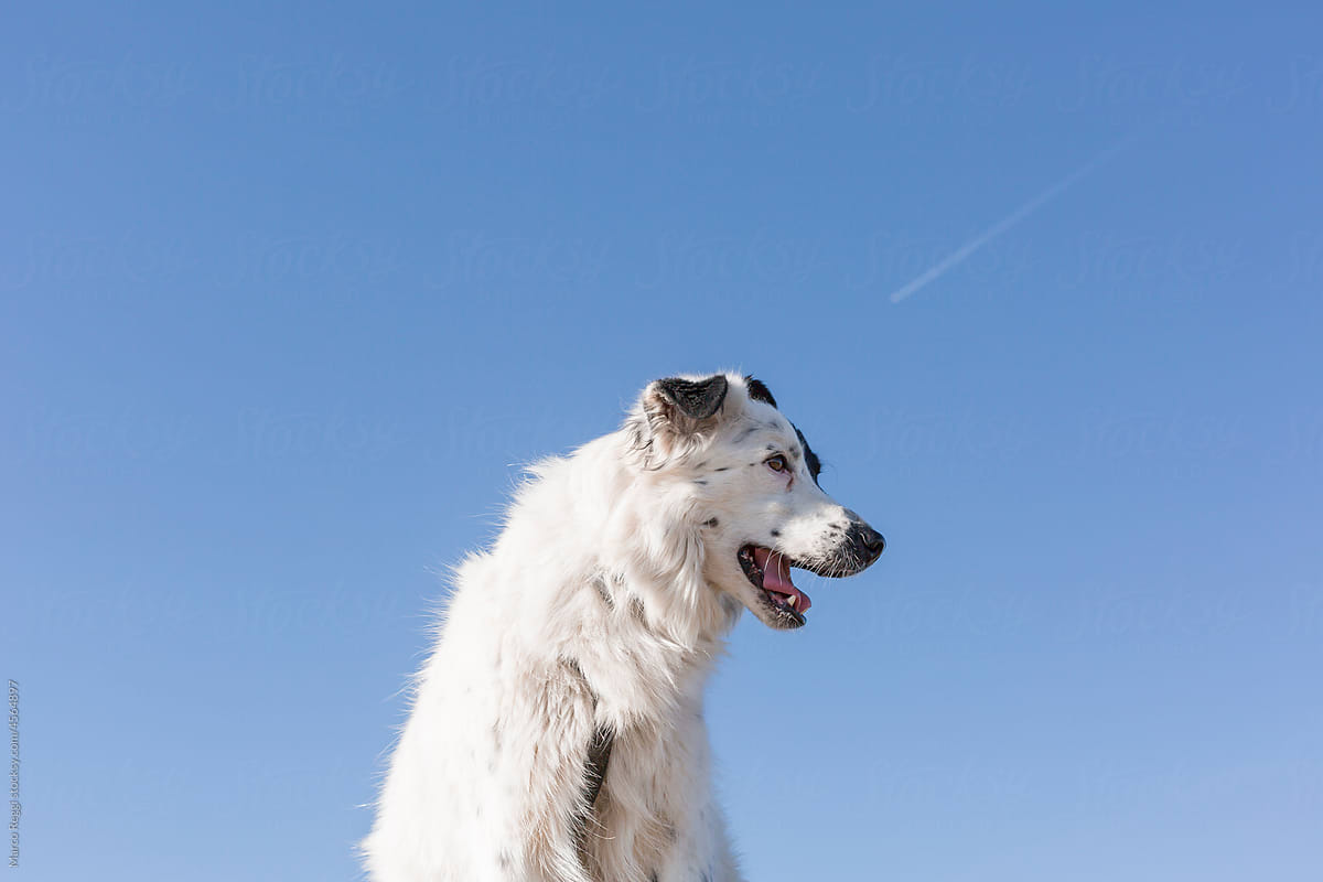 Border Collie Sheepdog Portrait