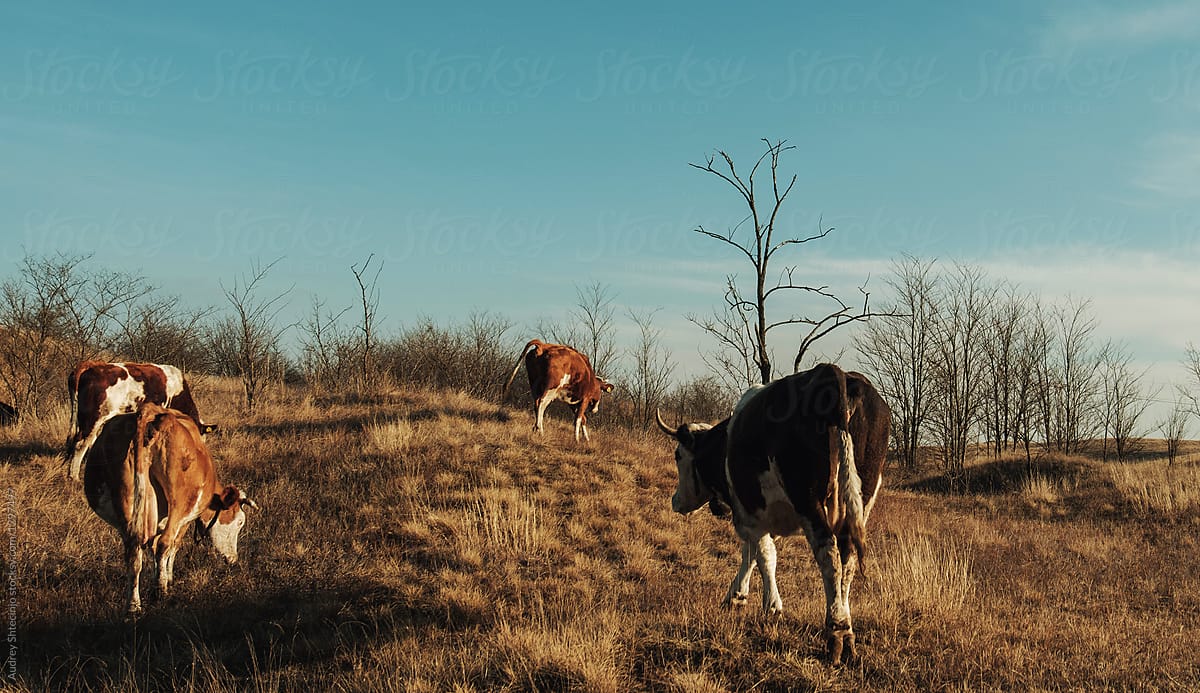 Cows in herd grazing on wastelands.