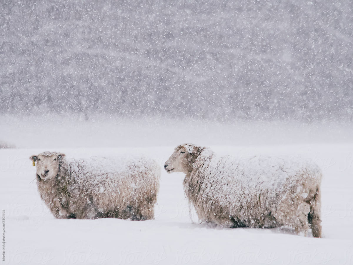 Two Free range sheep outside in winter