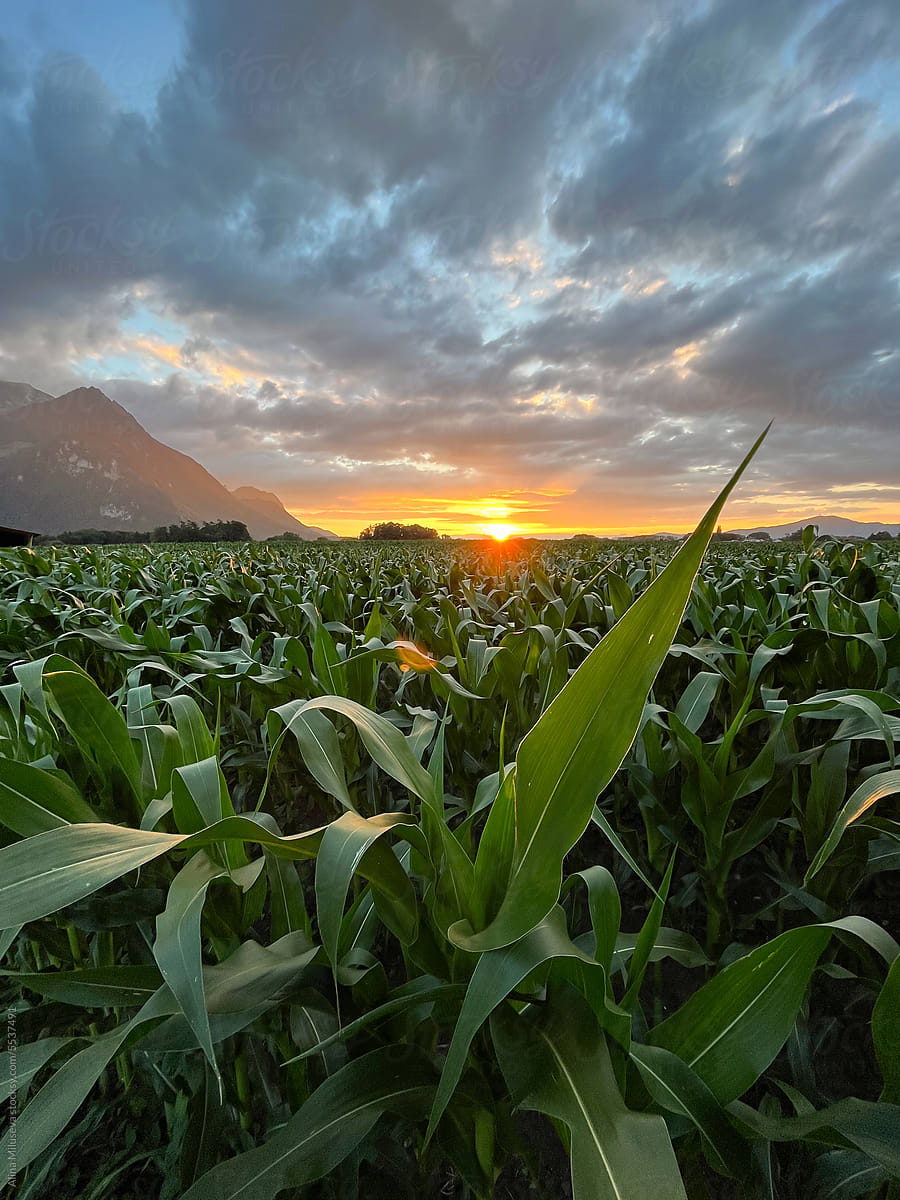 Field Of Maize At Sunset