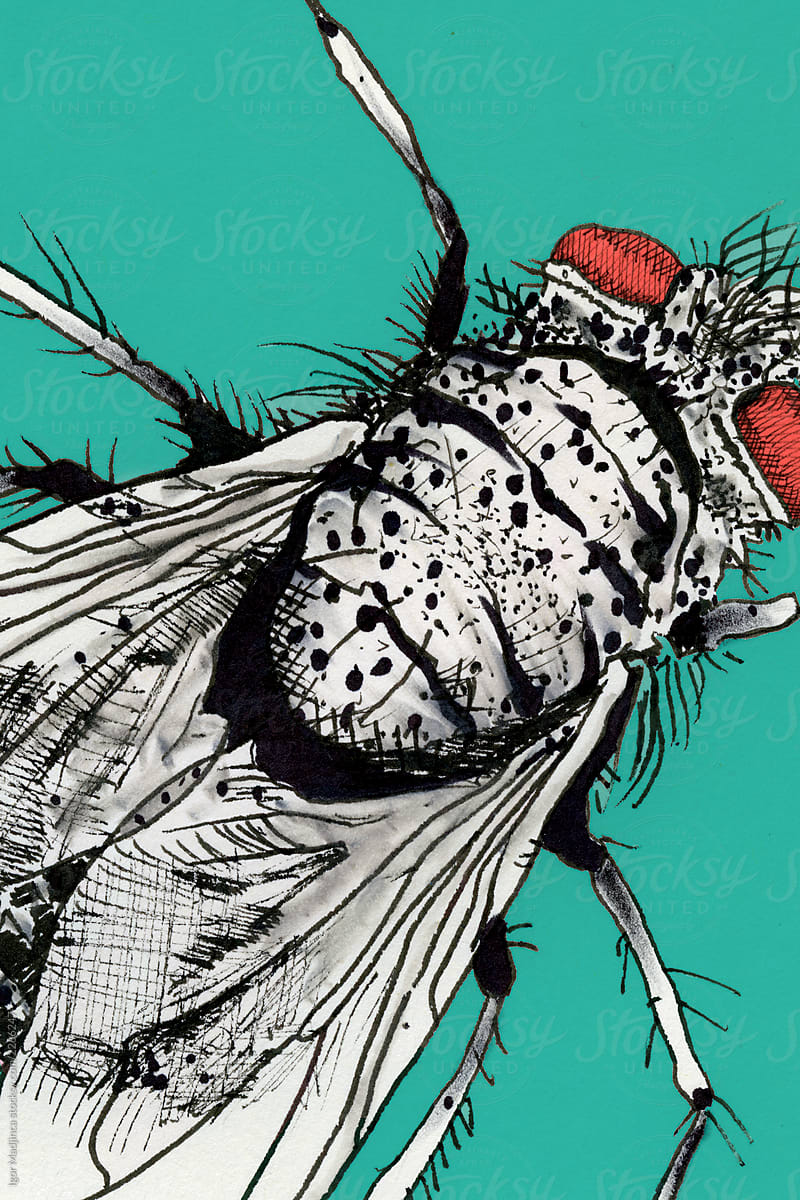 drawings of a fly with red eyes on a green background
