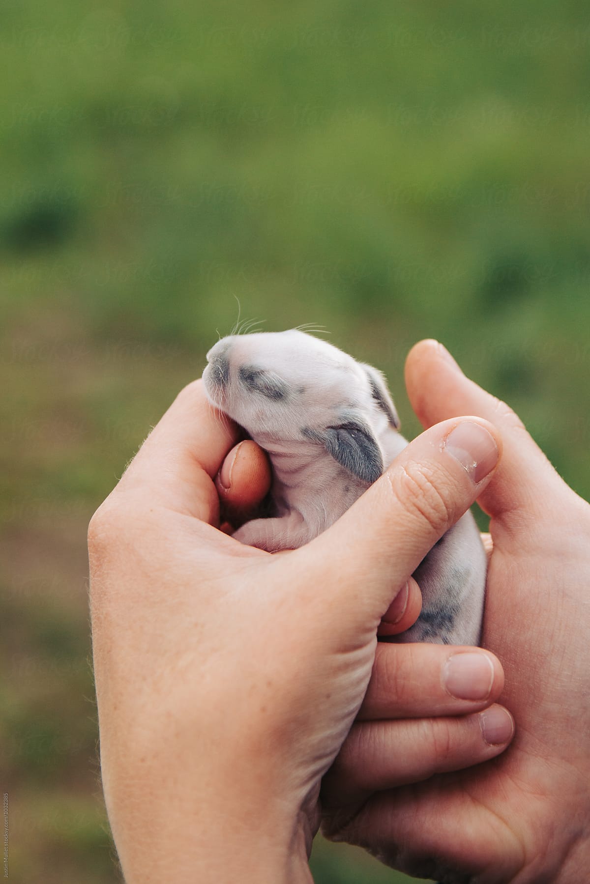 Newborn bunny being held gently