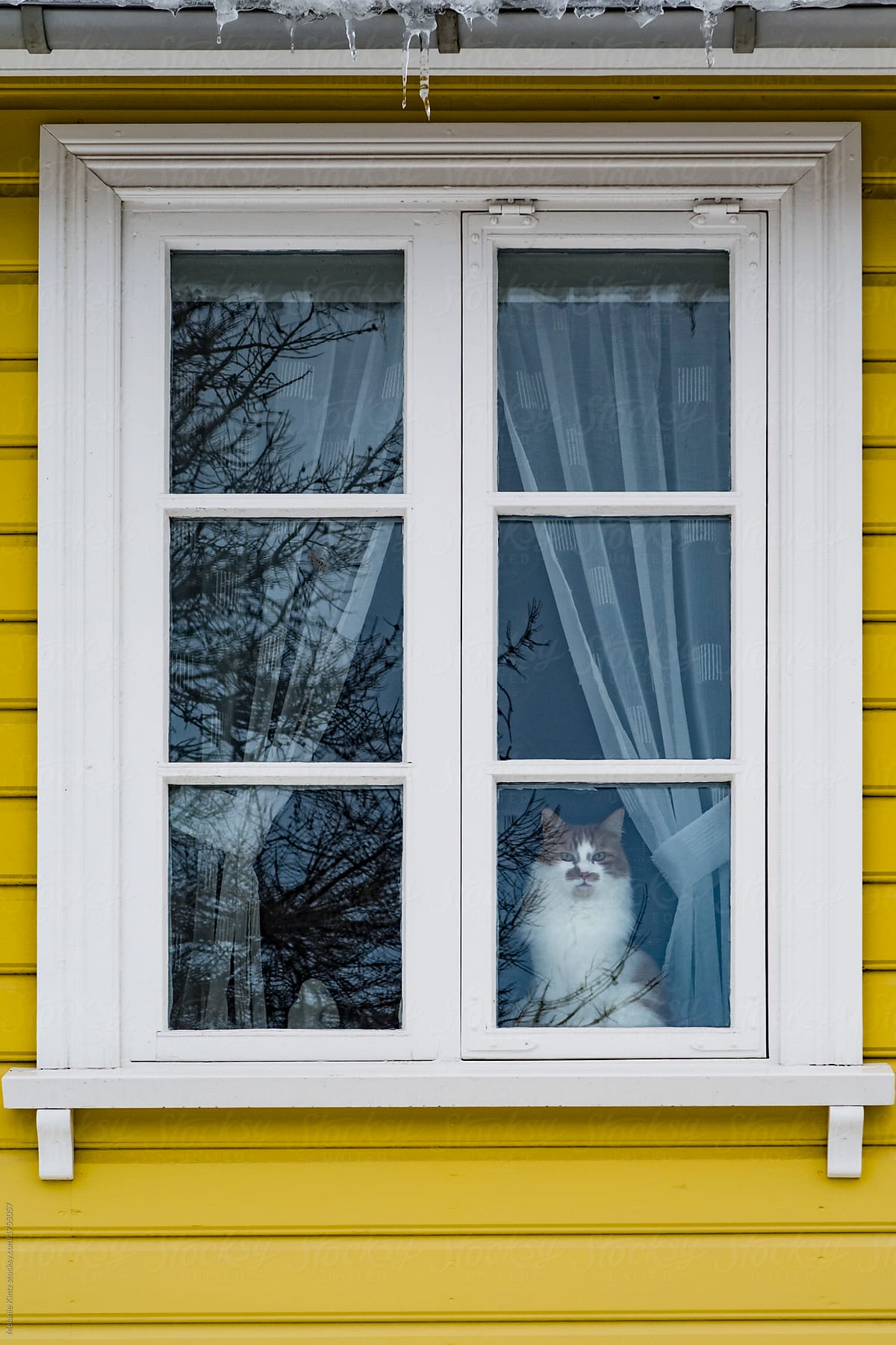 Cat sits in a window in Iceland