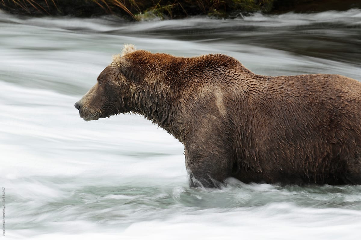 Bear in River