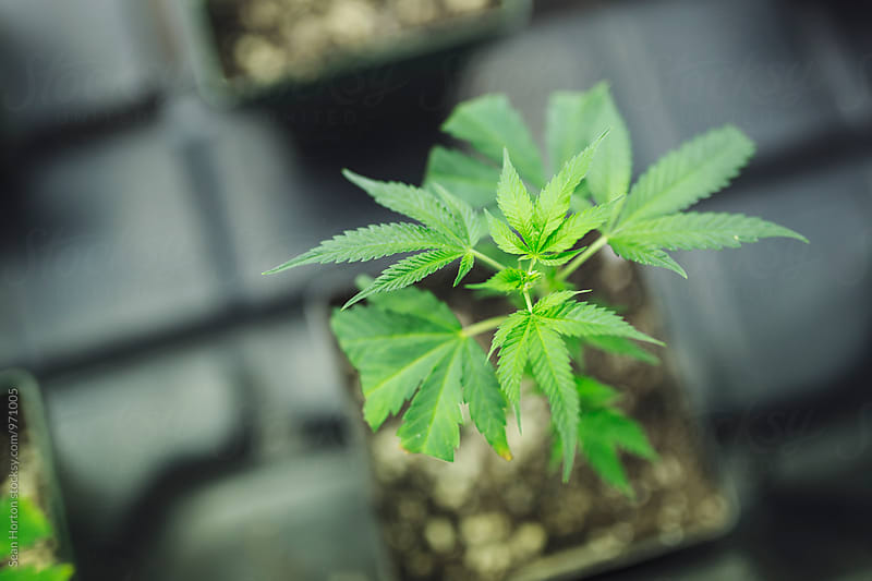 Indoor Baby Cannabis Plant