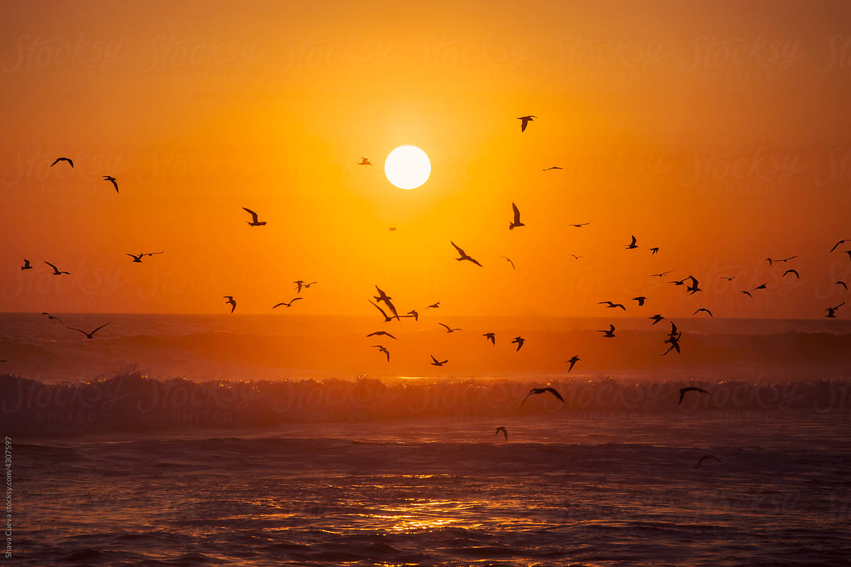 Seagulls flying over the ocean at sunset