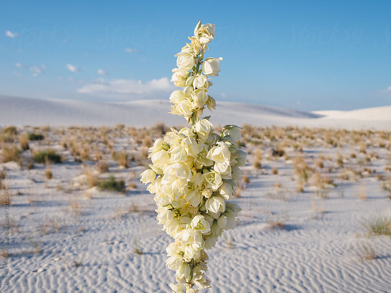 Close up of flowering plant in white sands new mexico
