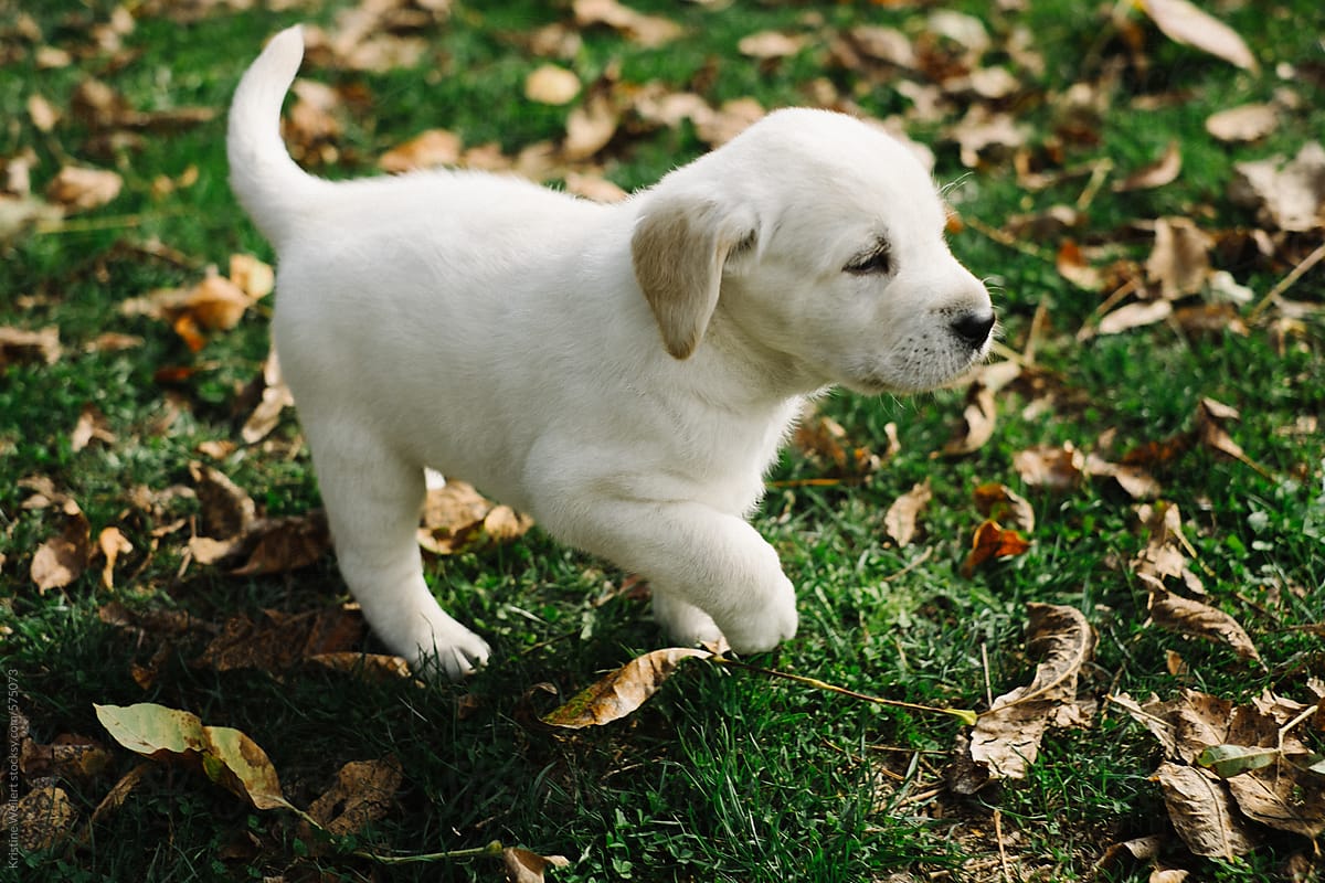 Small white puppy walking in the grass
