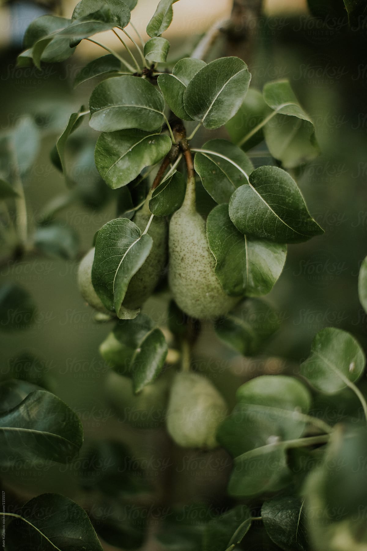 Ripening avocado pears growing on a tree
