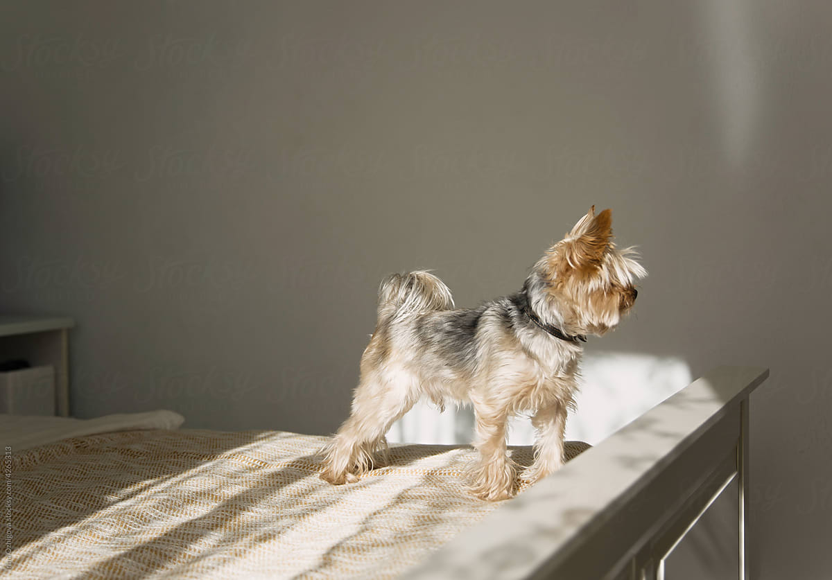 Yorkshire Terrier at home