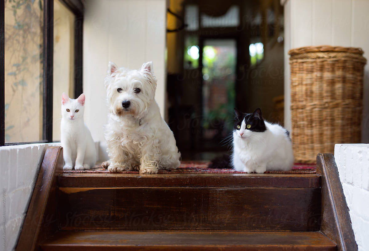 White dog and two cats sitting together at the top of the stairs